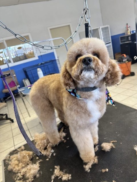 Curated visual reference: Visual Reference: Dog Grooming Albuquerque New Mexico