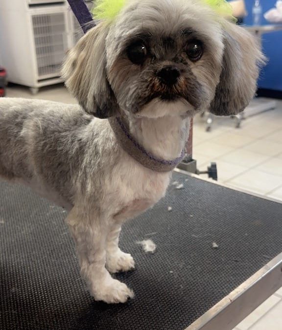 Dog Grooming Albuquerque Tania IMG 2104