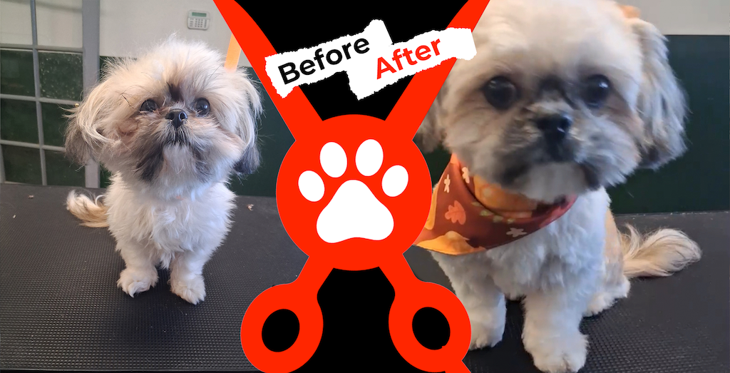 Dog Groomer Albuquerque Nm Alpha Dog Pet Grooming Before And After 11 17 2025 0002