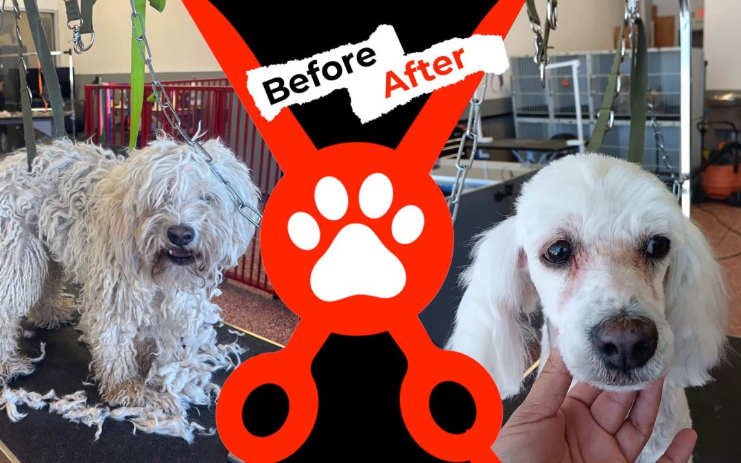 Dog Groomer Albuquerque Nm Alpha Dog Pet Grooming Before And After 8 10 26 2
