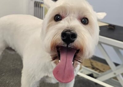 Dog Groomers Albuquerque Nm Alpha Dog Pet Grooming 8 11 2025 1