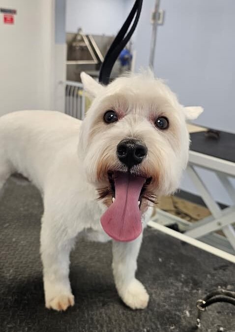 Dog Groomers Albuquerque Nm Alpha Dog Pet Grooming 8 11 2025 1