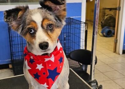 Dog Groomers Albuquerque Nm Alpha Dog Pet Grooming 8 11 2025 2