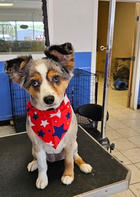 Dog Groomers Albuquerque Nm Alpha Dog Pet Grooming 8 11 2025 2