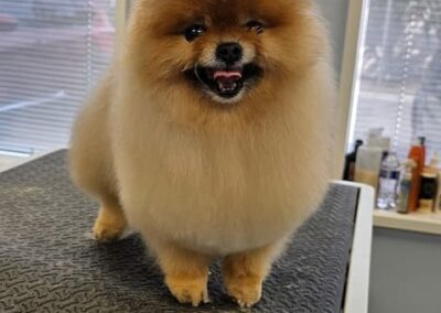 Dog Groomers Albuquerque Nm Alpha Dog Pet Grooming 8 11 2025 3
