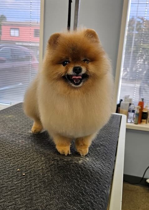 Dog Groomers Albuquerque Nm Alpha Dog Pet Grooming 8 11 2025 3