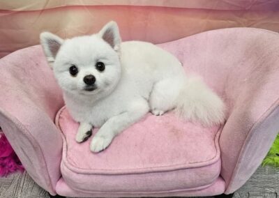 Dog Groomers Albuquerque Nm Alpha Dog Pet Grooming 8 11 2025 4