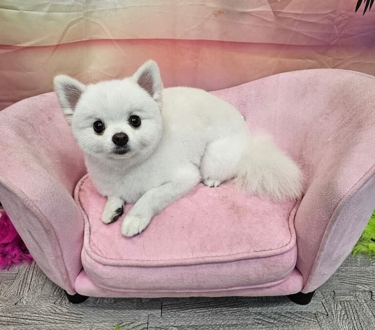 Dog Groomers Albuquerque Nm Alpha Dog Pet Grooming 8 11 2025 4