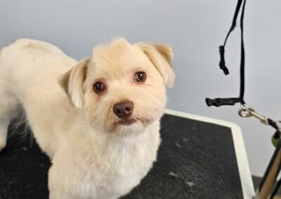 Dog Groomers Albuquerque Nm Alpha Dog Pet Grooming 8 11 2025 5