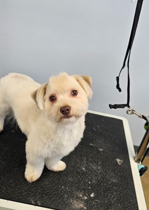 Dog Groomers Albuquerque Nm Alpha Dog Pet Grooming 8 11 2025 5