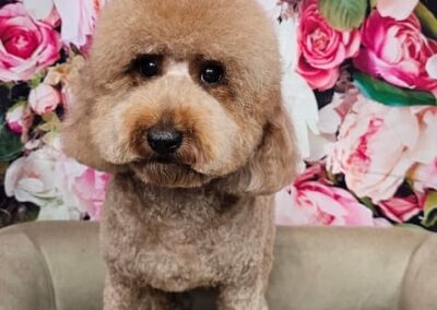 Dog Groomers Albuquerque Nm Alpha Dog Pet Grooming 8 11 2025 6