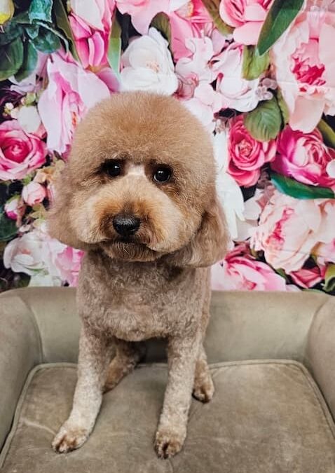 Dog Groomers Albuquerque Nm Alpha Dog Pet Grooming 8 11 2025 6