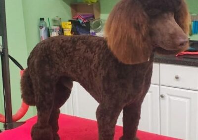 Dog Groomers Albuquerque Nm Alpha Dog Pet Grooming 8 11 2025 7