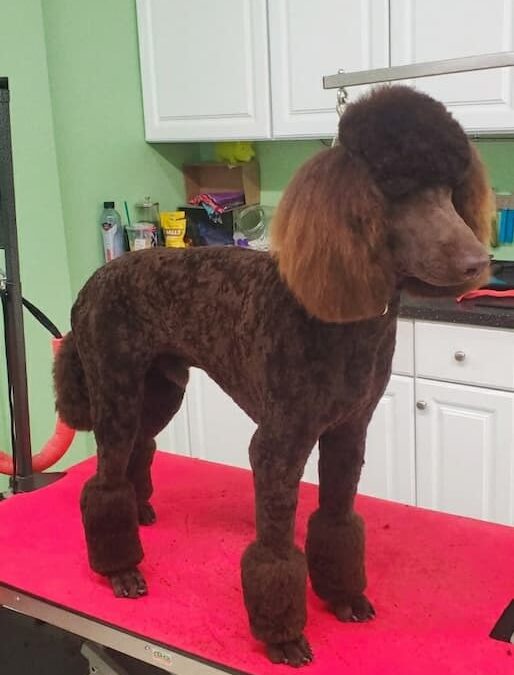 Dog Groomers Albuquerque Nm Alpha Dog Pet Grooming 8 11 2025 7