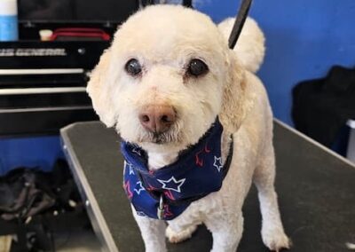 Dog Groomers Albuquerque Nm Alpha Dog Pet Grooming 8 11 2025 8