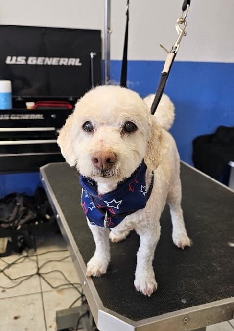 Dog Groomers Albuquerque Nm Alpha Dog Pet Grooming 8 11 2025 8