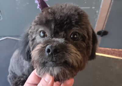 Dog Groomers Albuquerque Nm Alpha Dog Pet Grooming 8 11 2025 9