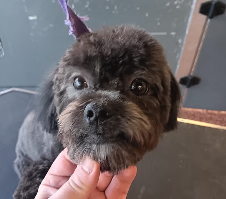 Dog Groomers Albuquerque Nm Alpha Dog Pet Grooming 8 11 2025 9