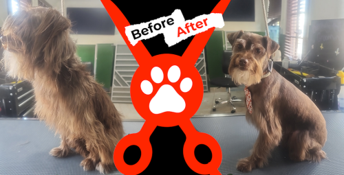 Dog Groomer Albuquerque Nm Alpha Dog Pet Grooming Before And After 11 17 2025 0001