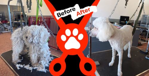 Dog Groomer Albuquerque Nm Alpha Dog Pet Grooming Before And After 8 10 26 1