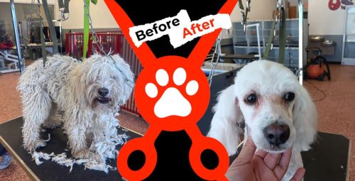 Dog Groomer Albuquerque Nm Alpha Dog Pet Grooming Before And After 8 10 26 2