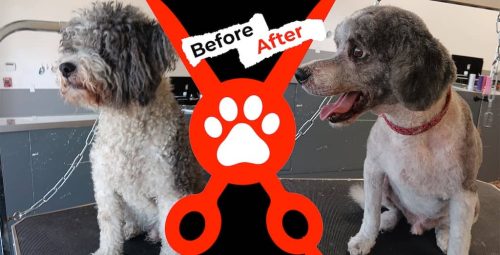 Dog-groomer-albuquerque-nm-alpha-dog-pet-grooming-before-and-after-1