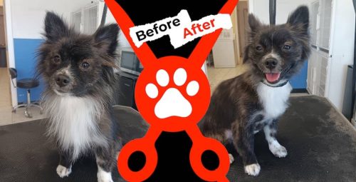Dog-groomer-albuquerque-nm-alpha-dog-pet-grooming-before-and-after-10-13-2025-1