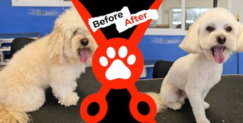 Dog-groomer-albuquerque-nm-alpha-dog-pet-grooming-before-and-after-10-13-2025-2