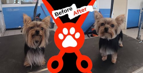 Dog-groomer-albuquerque-nm-alpha-dog-pet-grooming-before-and-after-10-13-2025-3
