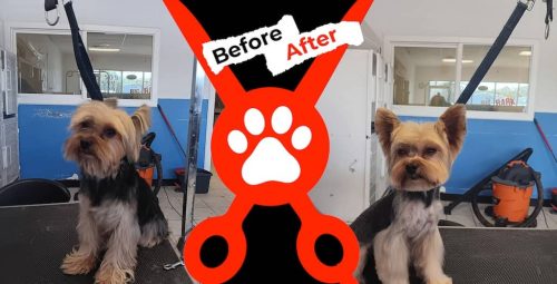 Dog-groomer-albuquerque-nm-alpha-dog-pet-grooming-before-and-after-10-13-2025-4
