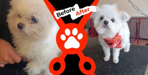 Dog-groomer-albuquerque-nm-alpha-dog-pet-grooming-before-and-after-10-27-2025-1