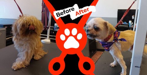 Dog-groomer-albuquerque-nm-alpha-dog-pet-grooming-before-and-after-10-27-2025-2
