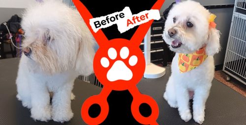Dog-groomer-albuquerque-nm-alpha-dog-pet-grooming-before-and-after-10-5-26-1-1