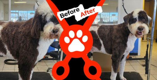 Dog-groomer-albuquerque-nm-alpha-dog-pet-grooming-before-and-after-12-16-26-1