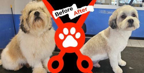 Dog-groomer-albuquerque-nm-alpha-dog-pet-grooming-before-and-after-12-16-26-2