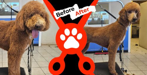 Dog-groomer-albuquerque-nm-alpha-dog-pet-grooming-before-and-after-12-16-26-5