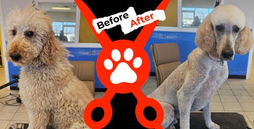 Dog-groomer-albuquerque-nm-alpha-dog-pet-grooming-before-and-after-12-16-26-6