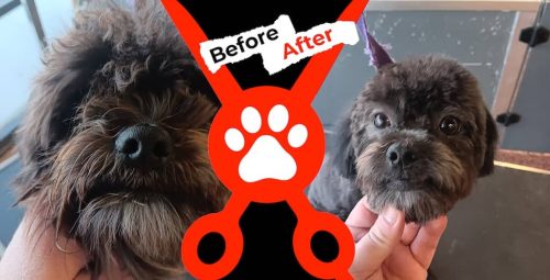 Dog-groomer-albuquerque-nm-alpha-dog-pet-grooming-before-and-after-2