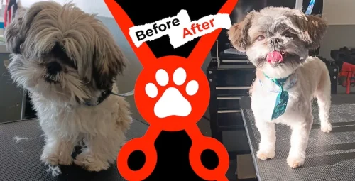 Dog-groomer-albuquerque-nm-alpha-dog-pet-grooming-before-and-after-3-2-26-1