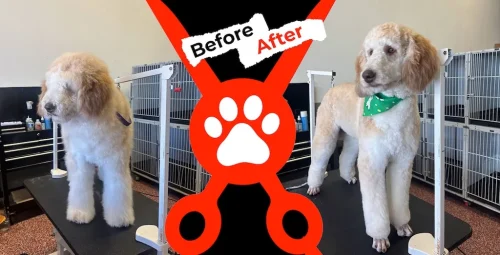 Dog-groomer-albuquerque-nm-alpha-dog-pet-grooming-before-and-after-3-2-26-2