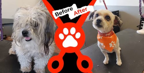 Dog-groomer-albuquerque-nm-alpha-dog-pet-grooming-before-and-after-3