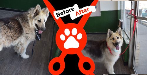 Dog-groomer-albuquerque-nm-alpha-dog-pet-grooming-before-and-after-6-22-26-1