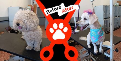 Dog-groomer-albuquerque-nm-alpha-dog-pet-grooming-before-and-after-8-18-2025-0001