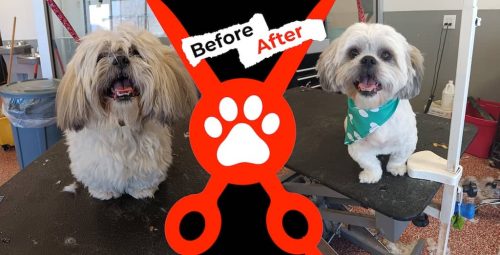 Dog-groomer-albuquerque-nm-alpha-dog-pet-grooming-before-and-after-8-18-2025-0002