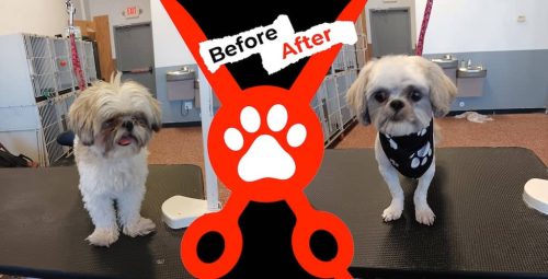 Dog-groomer-albuquerque-nm-alpha-dog-pet-grooming-before-and-after-8-18-2025-0003