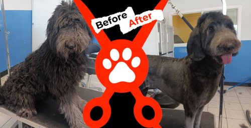 Dog-groomer-albuquerque-nm-alpha-dog-pet-grooming-before-and-after-9-1-2025-1