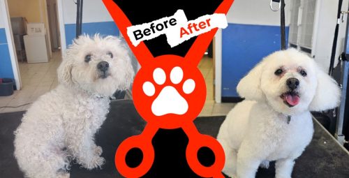 Dog-groomer-albuquerque-nm-alpha-dog-pet-grooming-before-and-after-9-1-2025-2