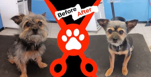 Dog-groomer-albuquerque-nm-alpha-dog-pet-grooming-before-and-after-9-1-2025-3