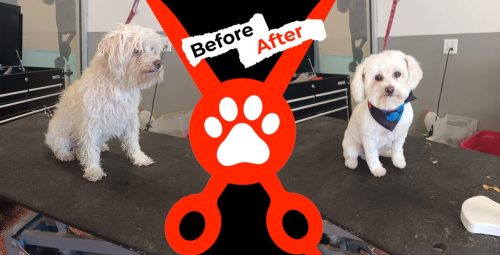 Dog-groomer-albuquerque-nm-alpha-dog-pet-grooming-before-and-after-9-1-2025-4