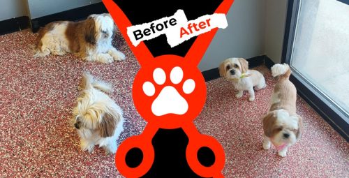 Dog-groomer-albuquerque-nm-alpha-dog-pet-grooming-before-and-after-9-1-2025-5